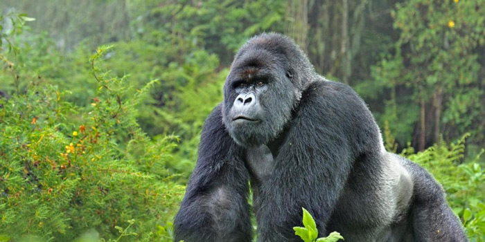 Gorilla Banner